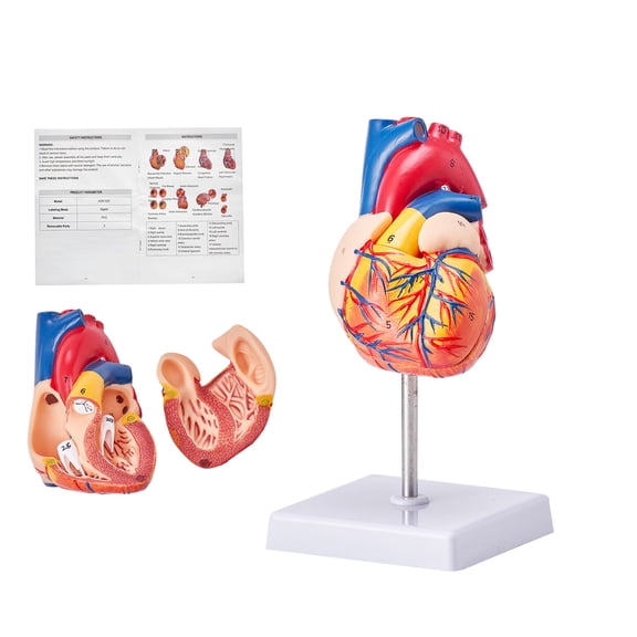 KFFKFF Anatomical Heart Representation, Bi-Sectional Life-Sized, Precisely Numbered Human Heart Replica with Authentic Structures, Magnetic Assembly, Secured on Stand for Educational Purposes