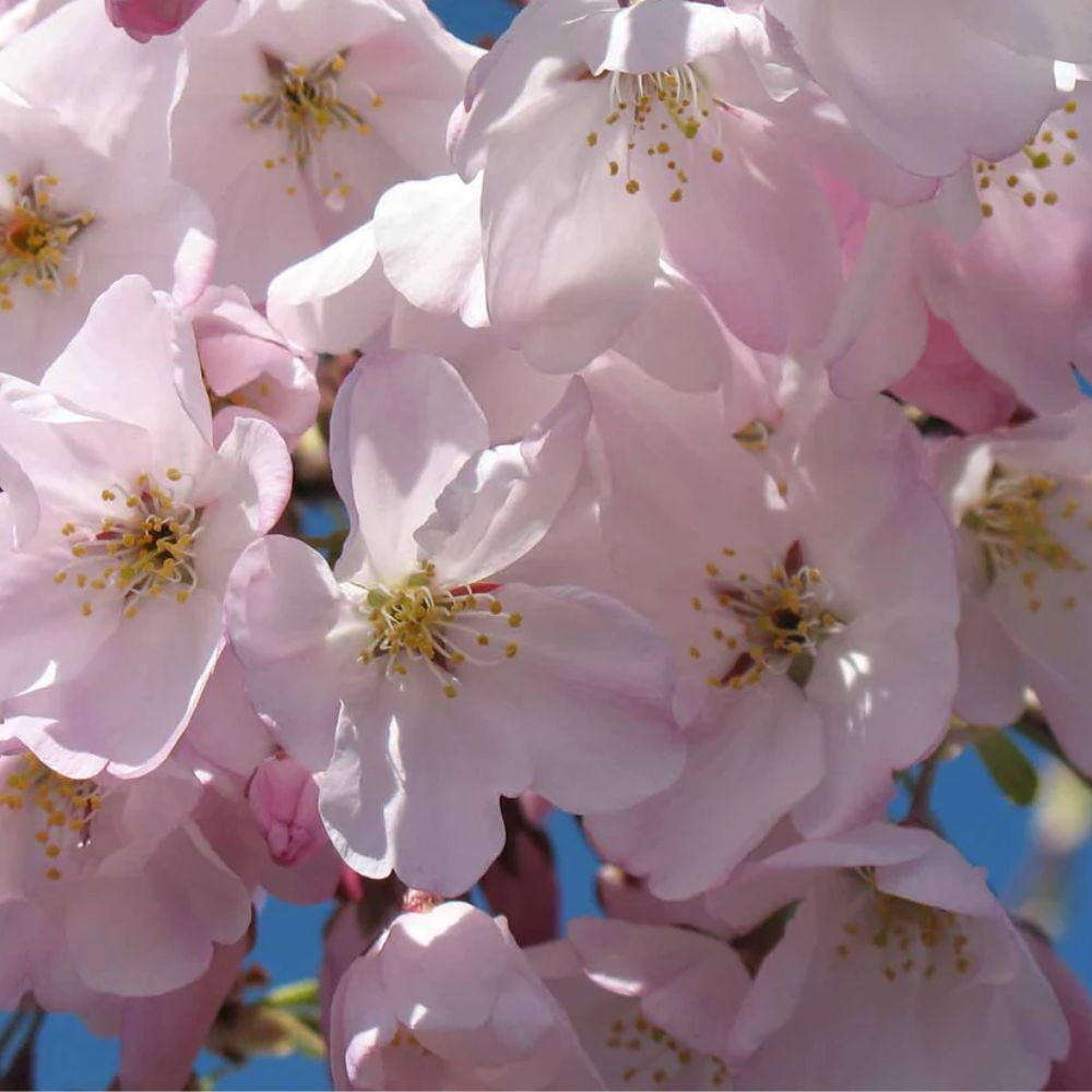Expert Gardener 3-4 ft tall Akebono Pink Flowering Cherry Live Tree in 7-Gallon Grower Pot