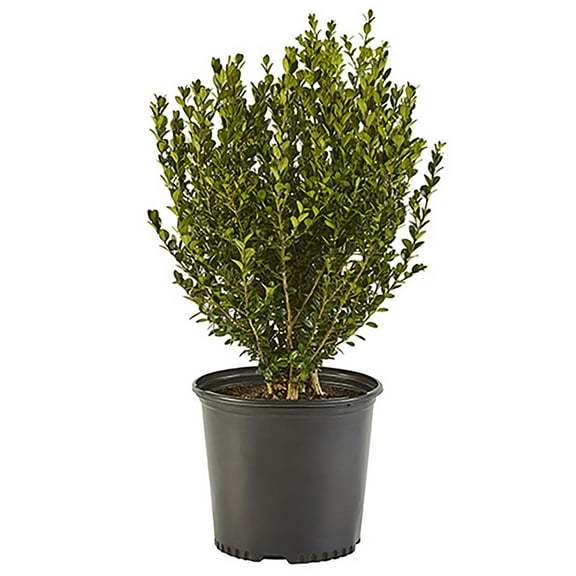 Boxwood Wintergreen Live Shrub (7 Gallon)