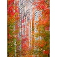 thumbnail image 2 of Carmel, Elizabeth 15x18 White Modern Wood Framed Museum Art Print Titled - Autumn Passage, 2 of 4