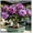 Hosta-A, variant on Natural Desert Rose — Non-GMO — Easy to cultivate— For Home Landscape Decoration(Non-Artificial)-10 color options