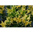 thumbnail image 4 of Ligustrum Japonicum Howardi - 3 Live Plants - Privet Howardii - Variegated Evergreen Shrub, 4 of 6
