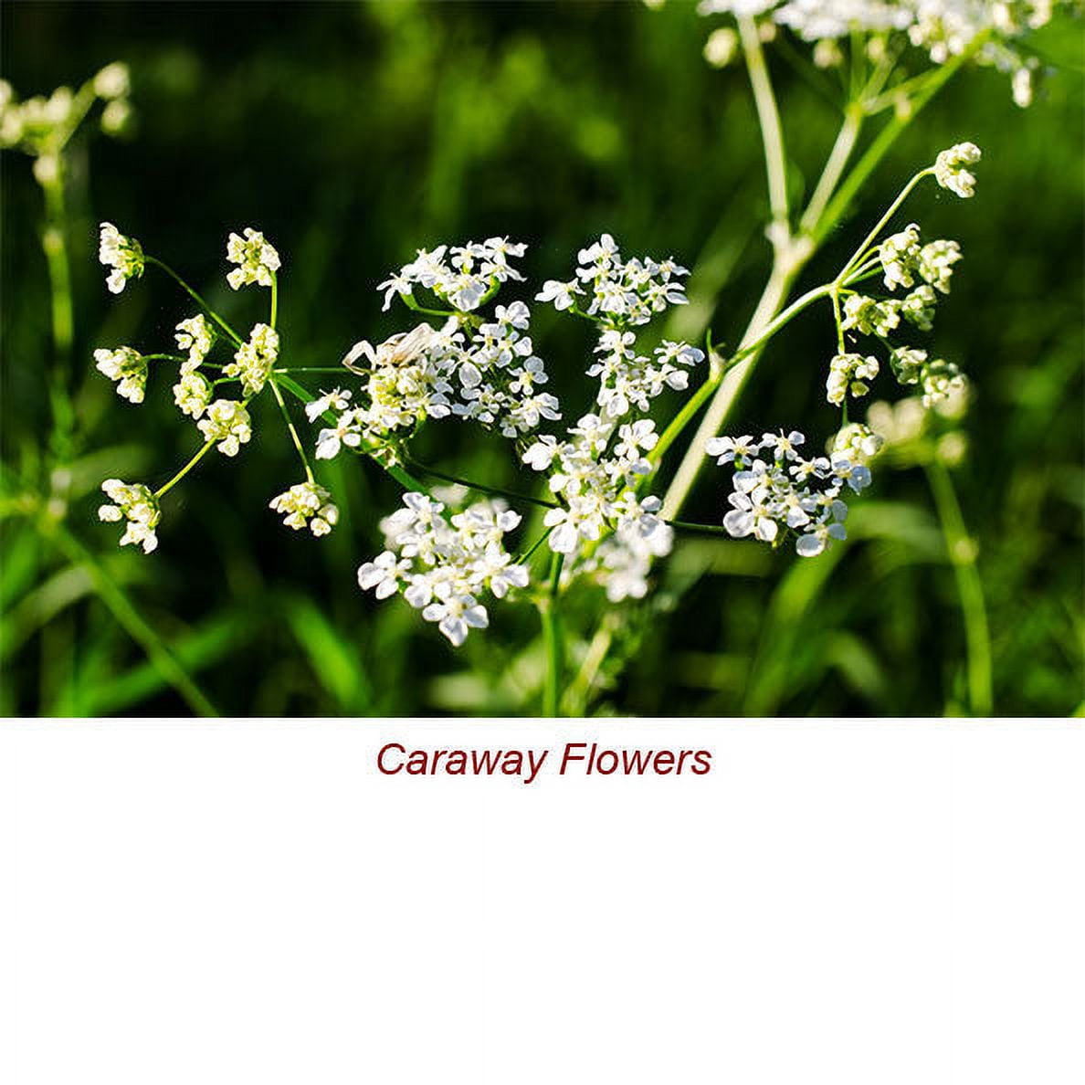 Caraway Seed Essential Oil 1 fl oz (30 ml) - 100% Pure and Natural by Silky Scents