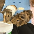 thumbnail image 3 of GuineaDad Pea Flakes Treat Cup | 16oz, 3 of 6