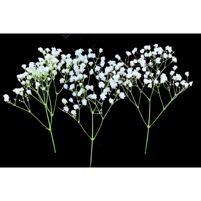 1,000 Babys Breath Seeds for Planting - Easy to Grow Annual Flowers