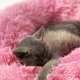 thumbnail image 4 of Modern Soft Plush Round Pet Bed for Cats or Small Dogs, Mini Medium Sized Dog Cat Bed Self Warming Autumn Winter Indoor Snooze Sleeping Cozy Kitty Teddy Kennel (20'' D x 8'' H, Light Grey), 4 of 5