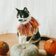 thumbnail image 3 of Collar de gatito de Halloween, Collar adorable, Collar decorativo para gatos, gargantilla para gatos, suministros para mascotas, 3 of 6