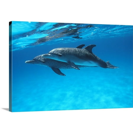 Spotted Dolphin - Great BIG Canvas Ed Robinson Premium Thick-Wrap Canvas entitled Caribbean, Bahamas, Pair Of Spotted Dolphins Underwater Near Surface