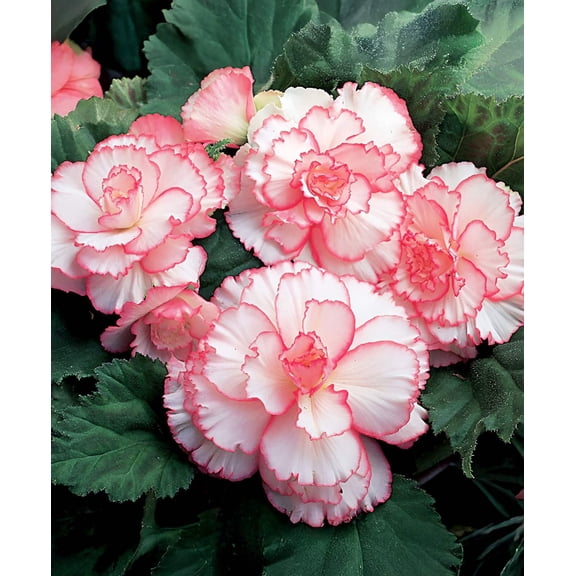 White and Red Picotee Begonia - 3 tubers