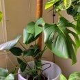 thumbnail image 2 of Oubit Plant Support Extension,2pcs Coir Totem Pole Plant Coir Moss Stick Coir Totem Pole Smart Functionality, 2 of 7
