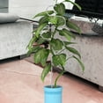thumbnail image 3 of 2 Pcs Plant Support Frame Stand Indoor Rack Vine Growing Wrought Iron Flowers Stainless Steel, 3 of 6
