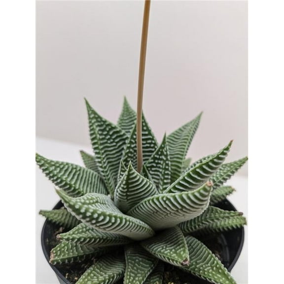 House Plant Dropship 3-SUCC-HAWORTHIA-MIAMI Haworthia Miami Succulent Plant