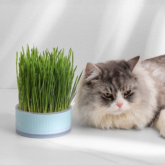 Moonsky Cat Grass Growing Kit with Seed Tray Hydroponic Wheatgrass Seeds for Indoor Cats Hairball Relief