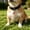 Multicolor1931, variant on Tuvgenk Dog ID Tag Silicone Pet Identification Label Lost Prevention Engraved Collar Tag Washable Fade Resistant With Stainless Clip