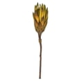 thumbnail image 2 of Vickerman 8-12" Basil Repens - Natural Stem - Bulk case, 180 pieces, Dried, 2 of 5