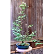 Dawn Redwood | Medium Tree Seedling | The Jonsteen Company