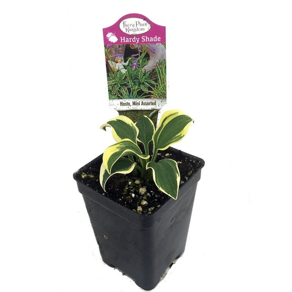 World's Smallest Hosta - Fairy Garden/Perennial Bedding Plant - 2.5" Pot