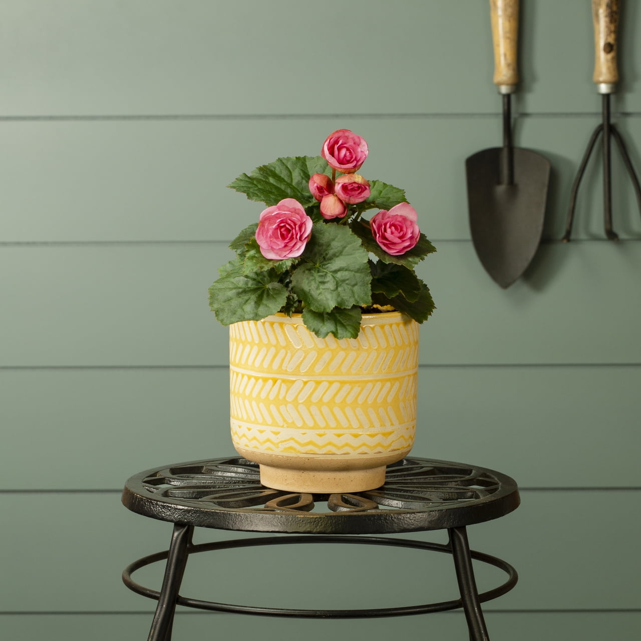 Better Homes & Gardens Pink Begonia Live Annual Plant for Shade, 5-Pack