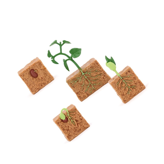 Vogacara Modelo de ciclo de crecimiento de plantas de frijol verde, ciclo de vida de plantas, juguete educativo de evolución para niños Juguetes Vogacara FN005936-00