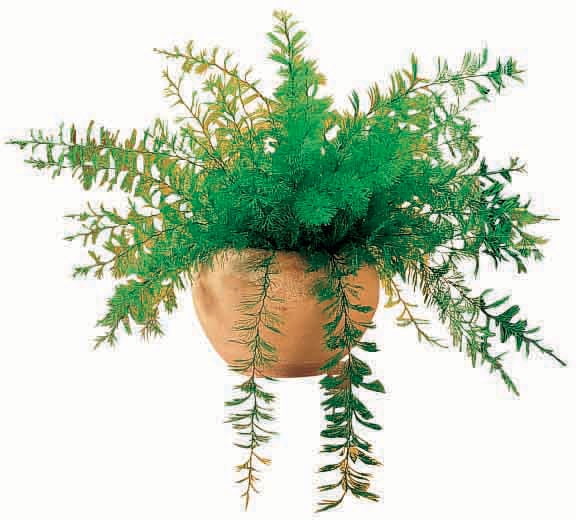 Mysterious Air Fern