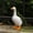 8.7in, variant on Porch Goose Statue, Goose Outdoor Lawn and Garden Statue, Goose Figurine for Patio, Balcony or Front Porch Decor, Resin Garden Lawn Yard Decor