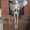 #3 White, variant on 2Pack 5.4Ft Halloween Skeletons Bride and Groom with Stand Life Size Skeletons Full Body Plastic Human Bones for Halloween Decorations