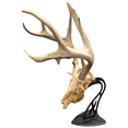 thumbnail image 2 of Skull Hooker Table Hooker Powder Coated Steel Trophy Mount - Perfect Kit for Table Display of Taxidermy Deer Antlers and Other Skulls, Graphite Black, 2 of 6