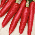 thumbnail image 2 of Everwilde Farms 1000 Atomic Red Carrot Plant Seeds, 2 of 3