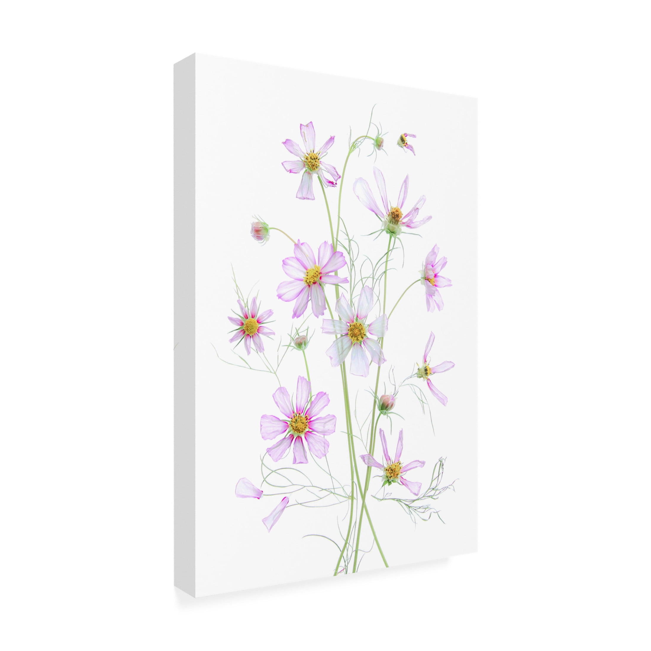 Canvas Wall Art - Fangping Zhou 'Cosmos' Wall Art for Living Room, Bedroom, or Office Décor by Trademark Fine Art - 16 x 24 Inches