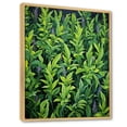 thumbnail image 2 of Designart "Tales of Tarragon Herbs II" Floral Framed Wall Art - Traditional Green Herbs Hallway Framed Wall Art Decor, 2 of 6