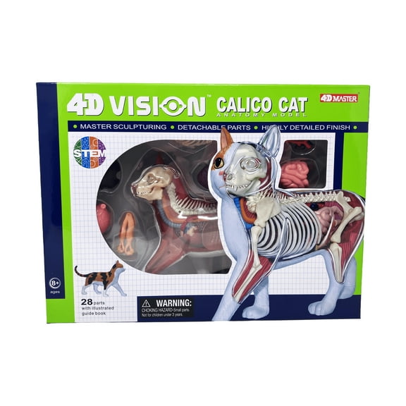4D Master 4D Vision Calico Cat Anatomy Model
