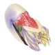 thumbnail image 5 of Figuras de animales marinos de concha en espiral realistas, modelo de figuras educativas de animales marinos lindos, 5 of 14