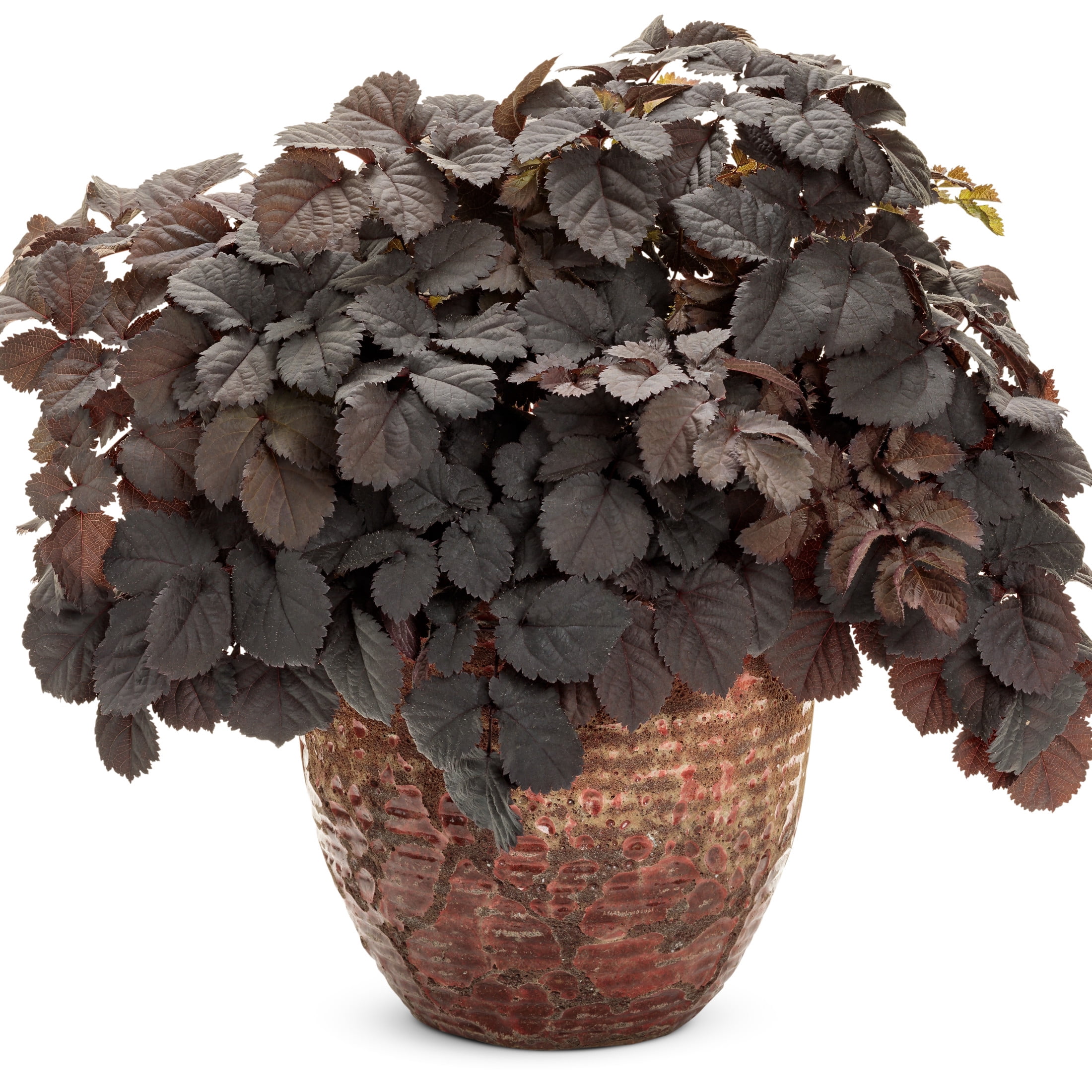 Proven Winners 6" Purple 'Dark Side of the Moon' Astilbe Live Plant in 7.5" Pot