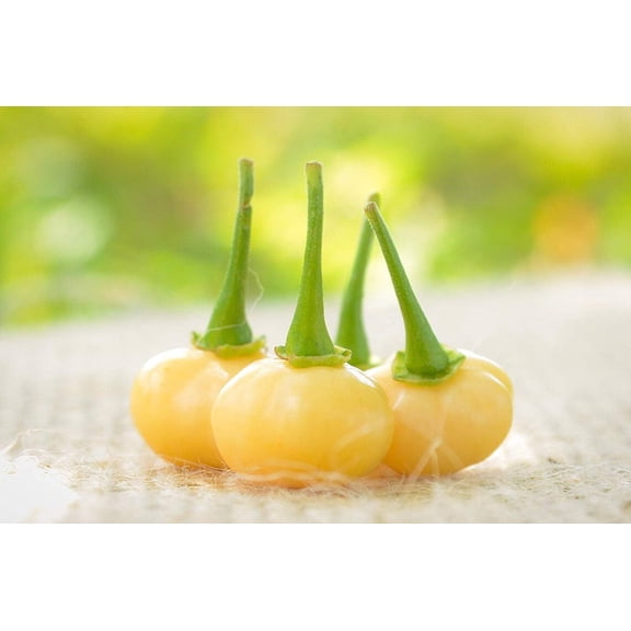 Peach Charapita Wild Peruvian Heirloom Pepper Premium Seeds Packet