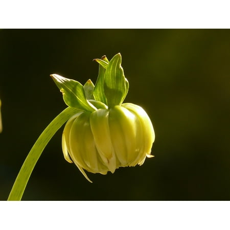Flora Flower Growth Plant Grow Dahlia Bud-24 Inch By 36 Inch Laminated Poster With Bright Colors And Vivid Imagery-Fits Perfectly In Many Attractive Frames