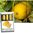 thumbnail image 3 of Isla's Garden Seeds 25 Spaghetti Winter Squash Plant Seeds, Non-GMO, 3 of 5