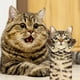 thumbnail image 3 of Toallas de mano AGRIMONY Cat Funny para baño y cocina, 3 of 7