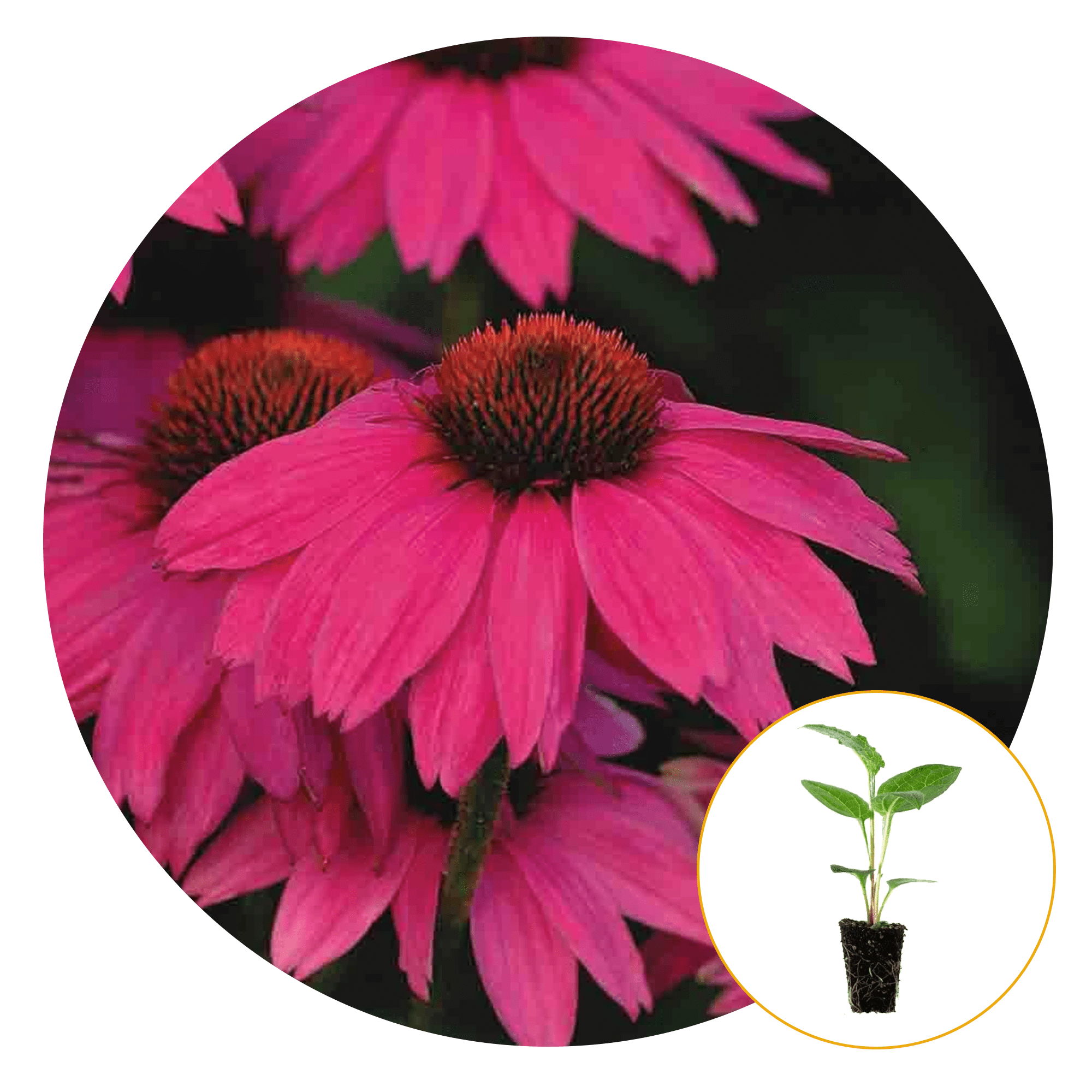 purple coneflower pow wow purple coneflower pow wow