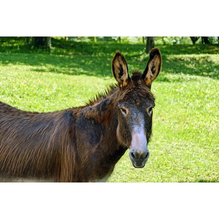 Canvas Print Beast Of Burden Mule Donkey Nature Rural Animal Stretched Canvas 10 x