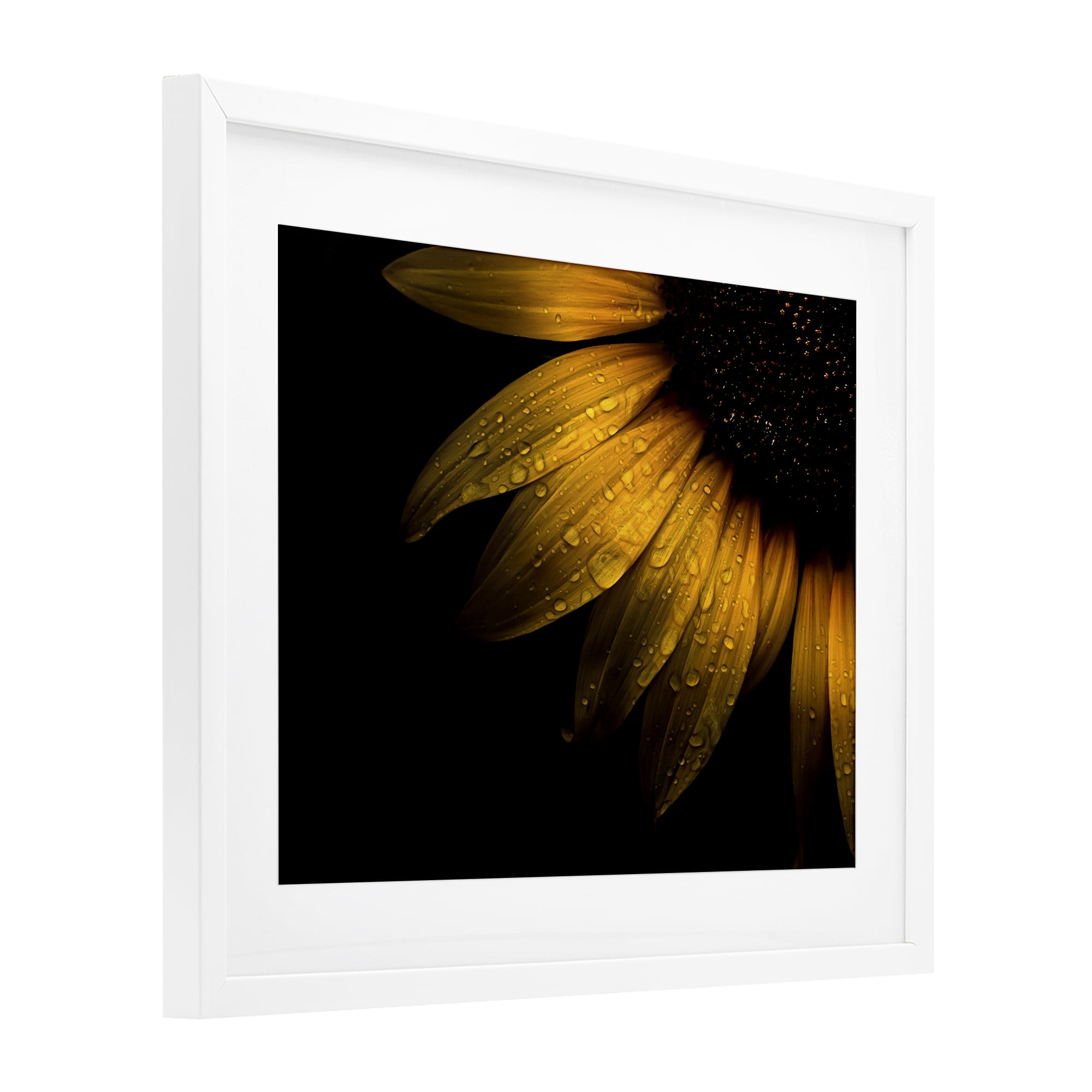 Water Droplets on Sunflower White Framed Print Under Glass, design by Brian Carson Photography