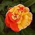thumbnail image 3 of Heirloom Roses Rose Plant - Oranges 'n' Lemons Colorful Rose Bush, Shrub Roses for Planting Outdoors, 3 of 4