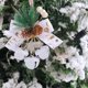 thumbnail image 5 of Herunwer Christmas Bells Accessories Pendant Mall Christmas Tree Decorations Bow Bells Decoration, 5 of 6