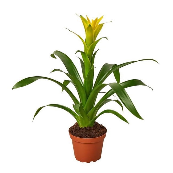 House Plant 4-GUZMANIA-YELLOW Yellow Guzmania Bromeliad Plant in 4 in. Pot