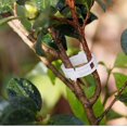 thumbnail image 4 of Paquete de 100 Clips de fijación para plantas de jardín, atar plantas, cordel, jaulas enrejadas, herramientas de injerto de verduras para cultivo, 4 of 5