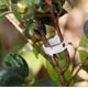 thumbnail image 4 of 100 paquetes de pinzas para plantas de jardín, atar plantas, enrejados de enredadera con hilo, herramientas de injerto de verduras para cultivar, 4 of 5