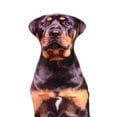 thumbnail image 3 of Animals Dog Pattern Plush Throw decor plush Pillow Cushion Washable Style D, 3 of 9
