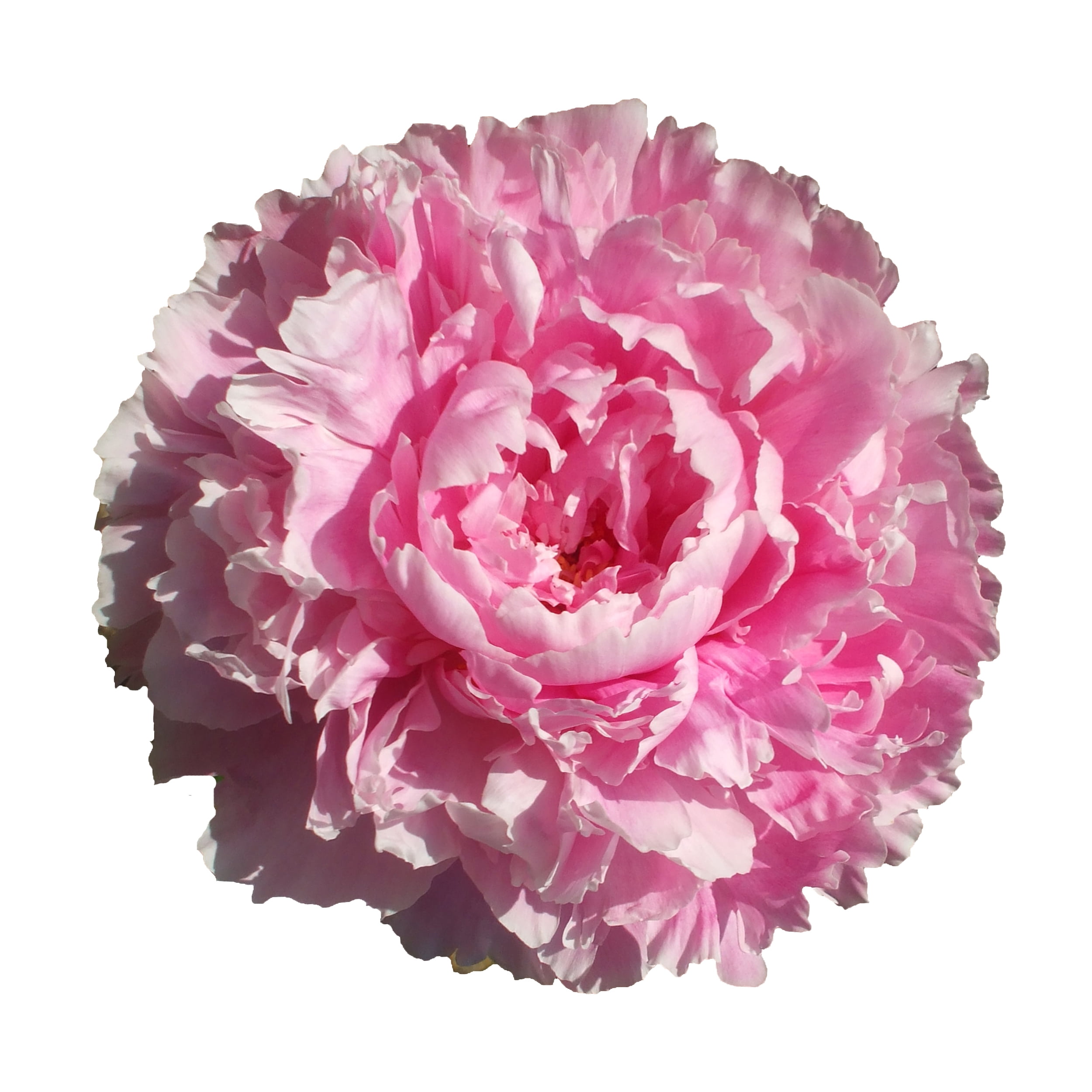 Pink Peonies Fresh Cut 40 Stems