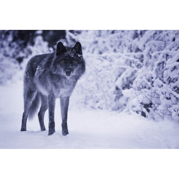 Posterazzi DPI1771545 Wolf Poster Print by Don Hammond, 17 x 11