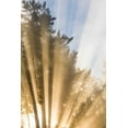thumbnail image 2 of Mahan, Kathy 17x24 White Modern Wood Framed Museum Art Print Titled - Sunburst II, 2 of 4