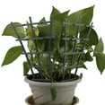 thumbnail image 2 of 4Pcs Garden Plant Climbing Trellis Vegetables Flowers Tie Support Plant Pot Frame, 2 of 15